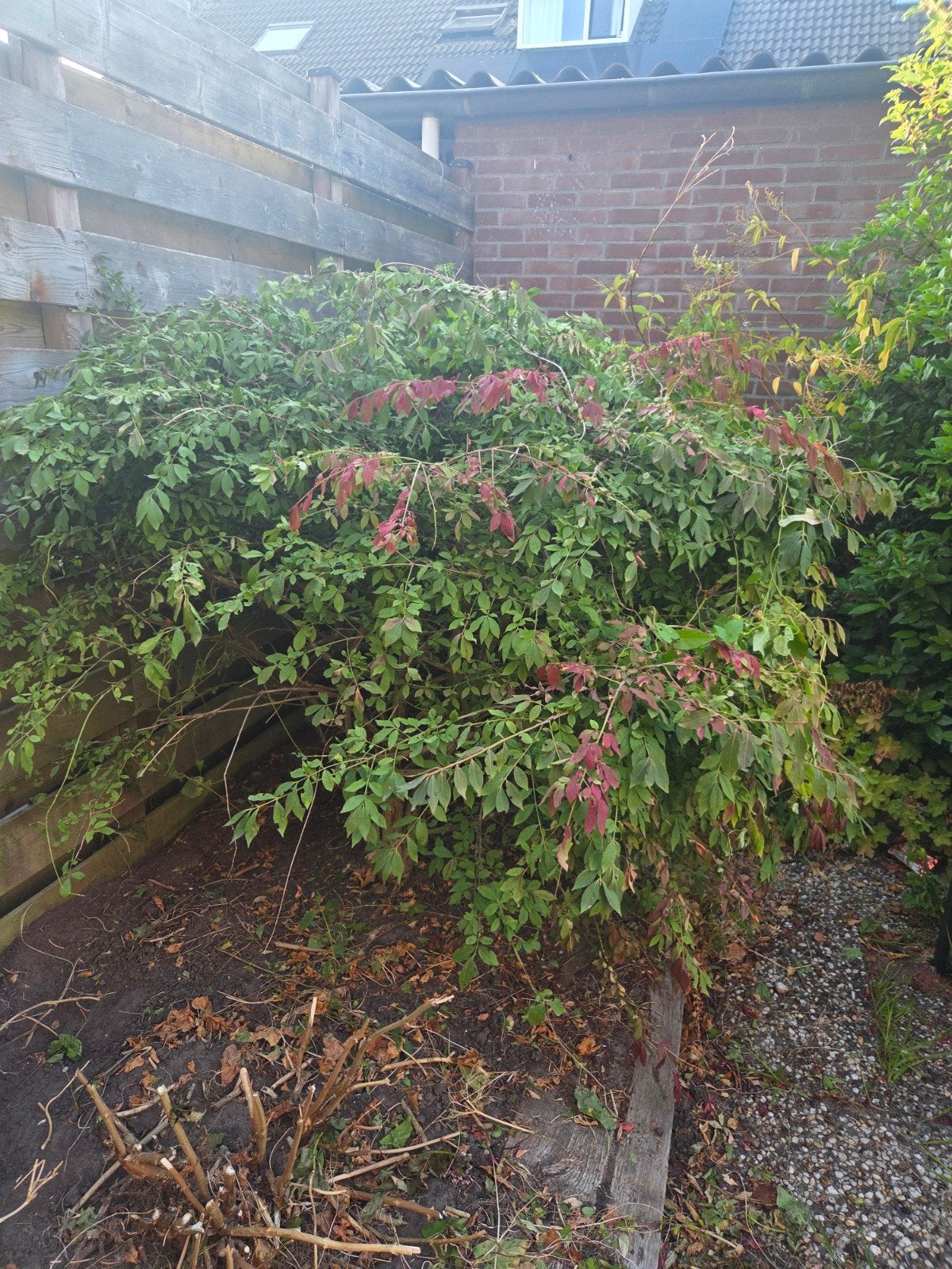 Gratis struik voor uw tuin, Tuin en Terras, Planten | Tuinplanten, Vaste plant, Halfschaduw, Zomer, Ophalen