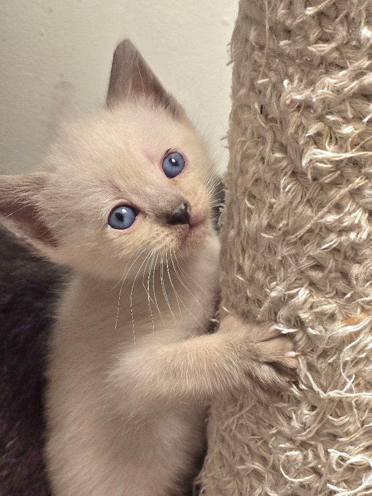 Kittens britse korthaar & brit X Ragdoll, Dieren en Toebehoren, Katten en Kittens | Raskatten | Korthaar, Meerdere dieren, 0 tot 2 jaar