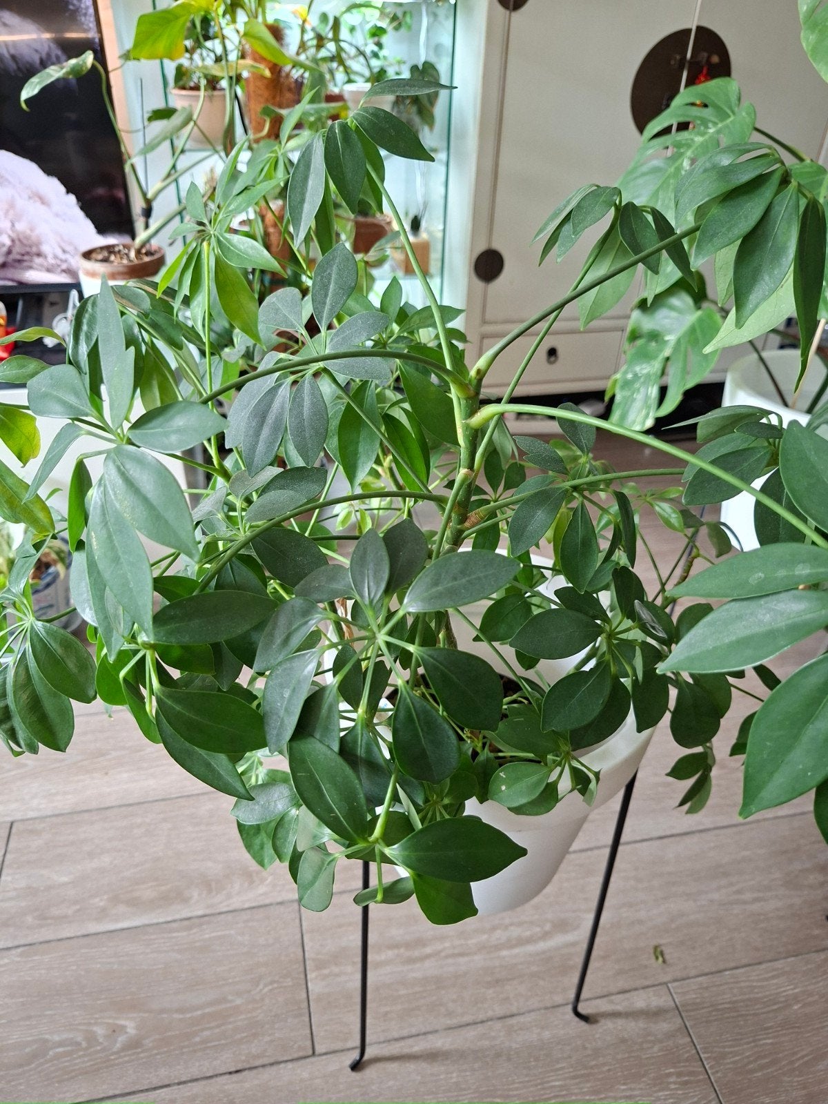 Schefflera: Prachtige en onderhoudsvriendelijke kamerplant, Ophalen, Halfschaduw, Minder dan 100 cm