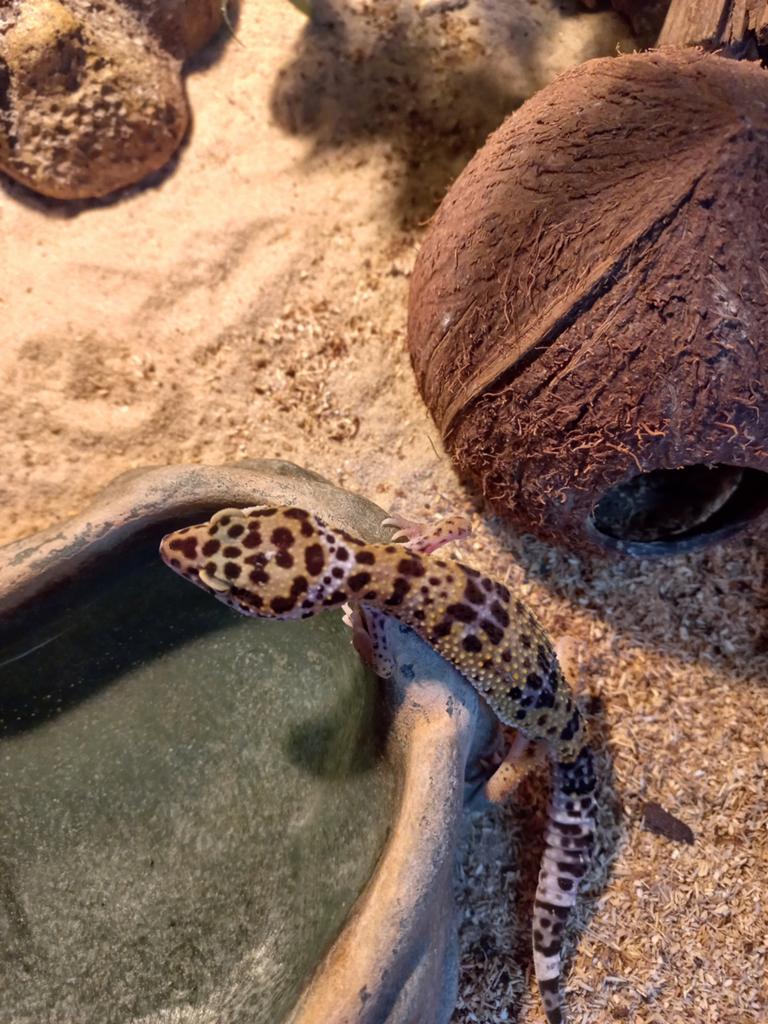 Luipaardgekko Leopard Gecko - female for sale from De Waterlelie BV