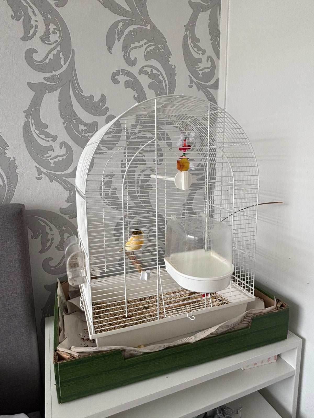 Kanarie, Jong en met kooi, Dieren en Toebehoren, Vogels | Kanaries, Mannelijk, Zangkanarie
