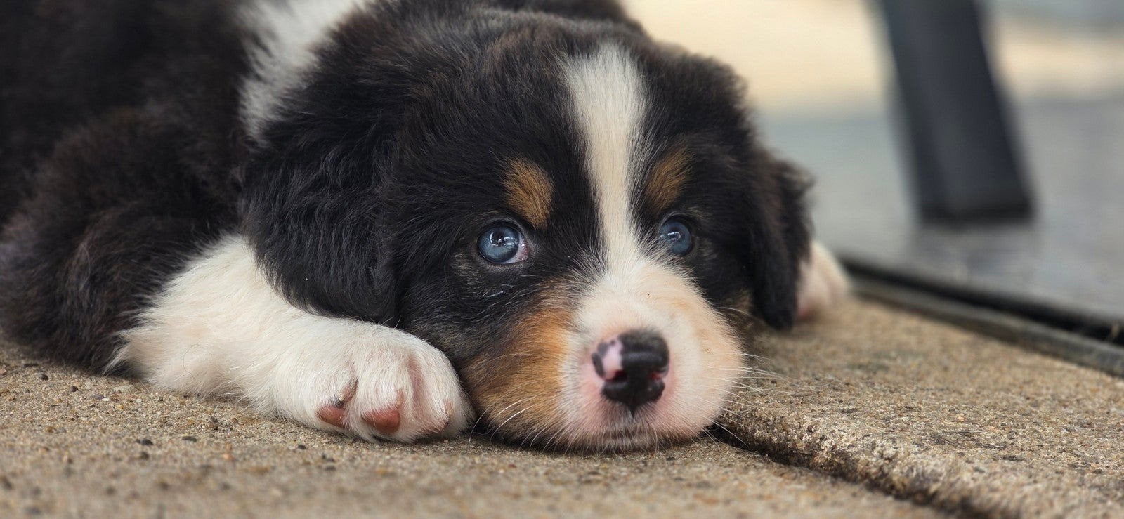Prachtige Australian Shepherd pups, Dieren en Toebehoren, 8 tot 15 weken, Meerdere, Meerdere dieren, Herder