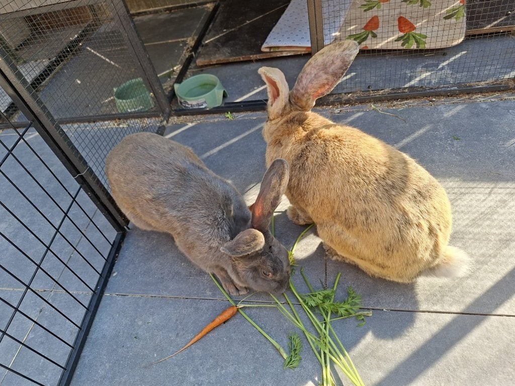 konijnen, hok en buitenren, Dieren en Toebehoren, Knaagdieren en Konijnen | Hokken en Kooien, Ophalen, 90 cm of meer, Konijn, Hok