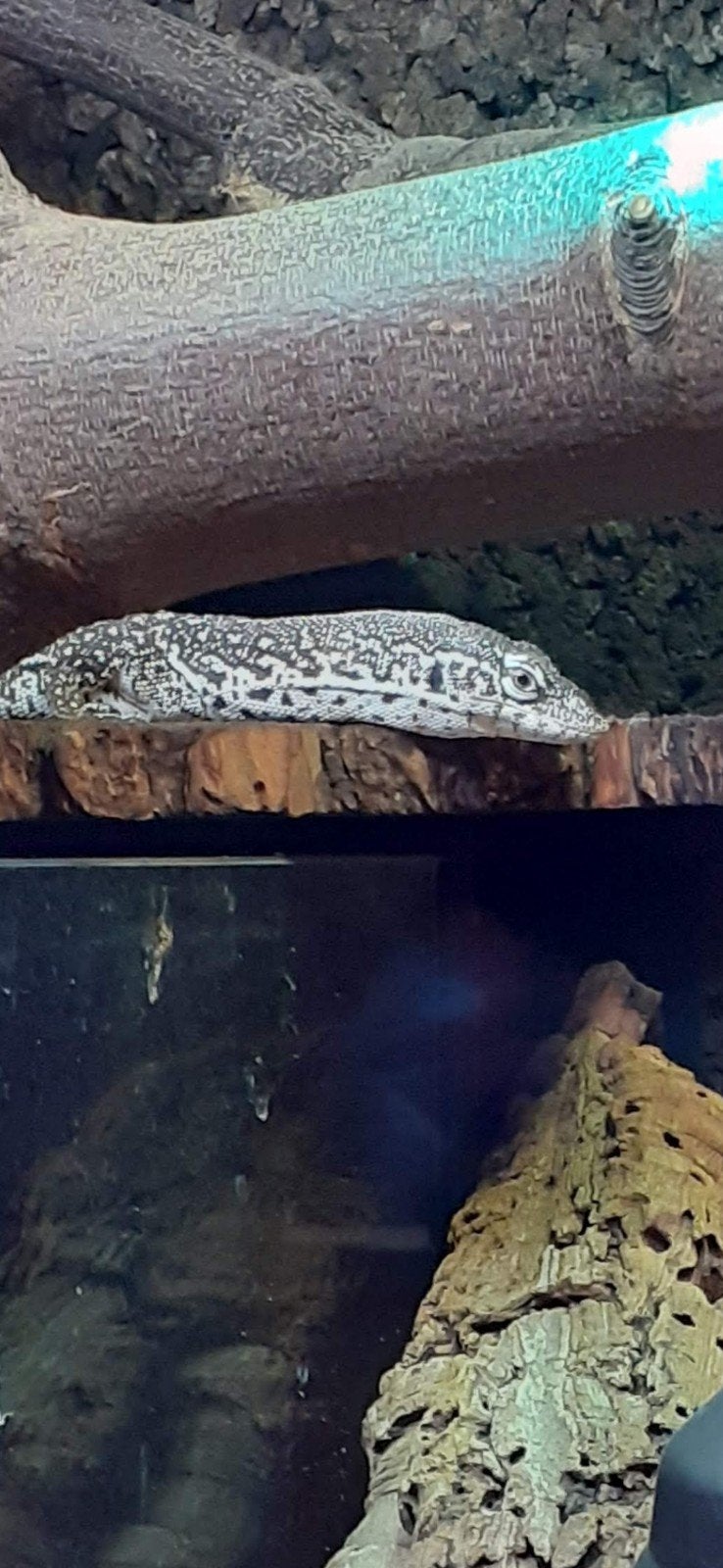 Gezocht Varanus pilbarensis, Dieren en Toebehoren, 0 tot 2 jaar