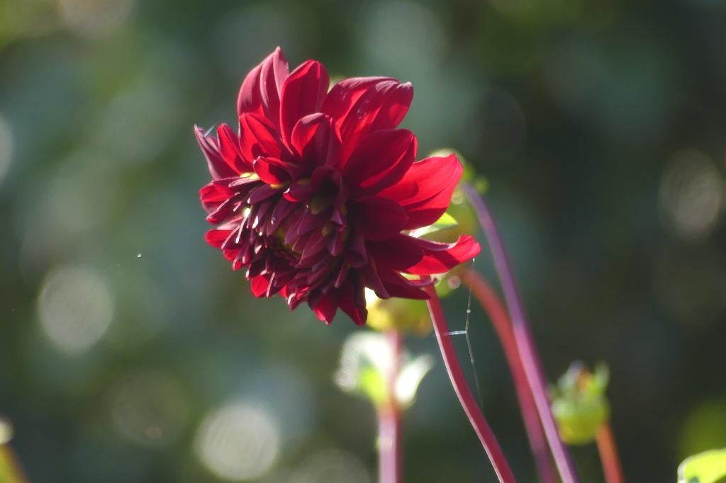 dahlia knollen biologisch, Ophalen of Verzenden, Voorjaar, Volle zon, Knol