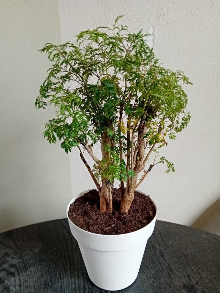 Polyscias ming, Ophalen, Overige soorten, Halfschaduw, Minder dan 100 cm