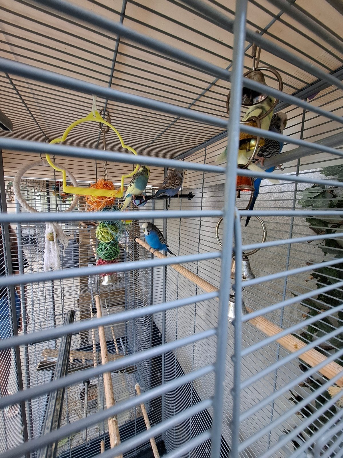 Grasparkiet, Dieren en Toebehoren, Vogels | Parkieten en Papegaaien, Meerdere dieren, Parkiet