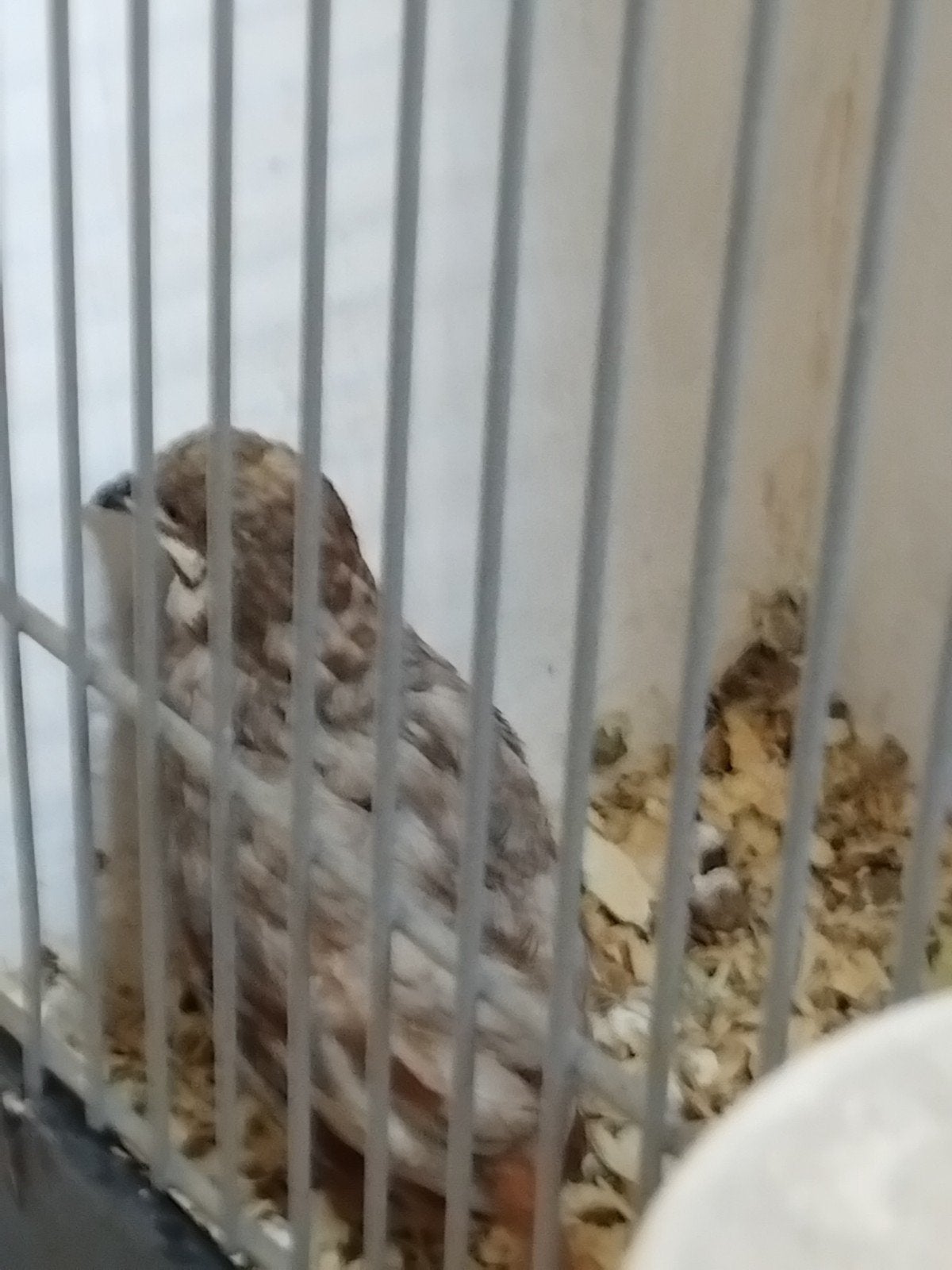 chinese dwergkwartel haantje, Dieren en Toebehoren, Mannelijk