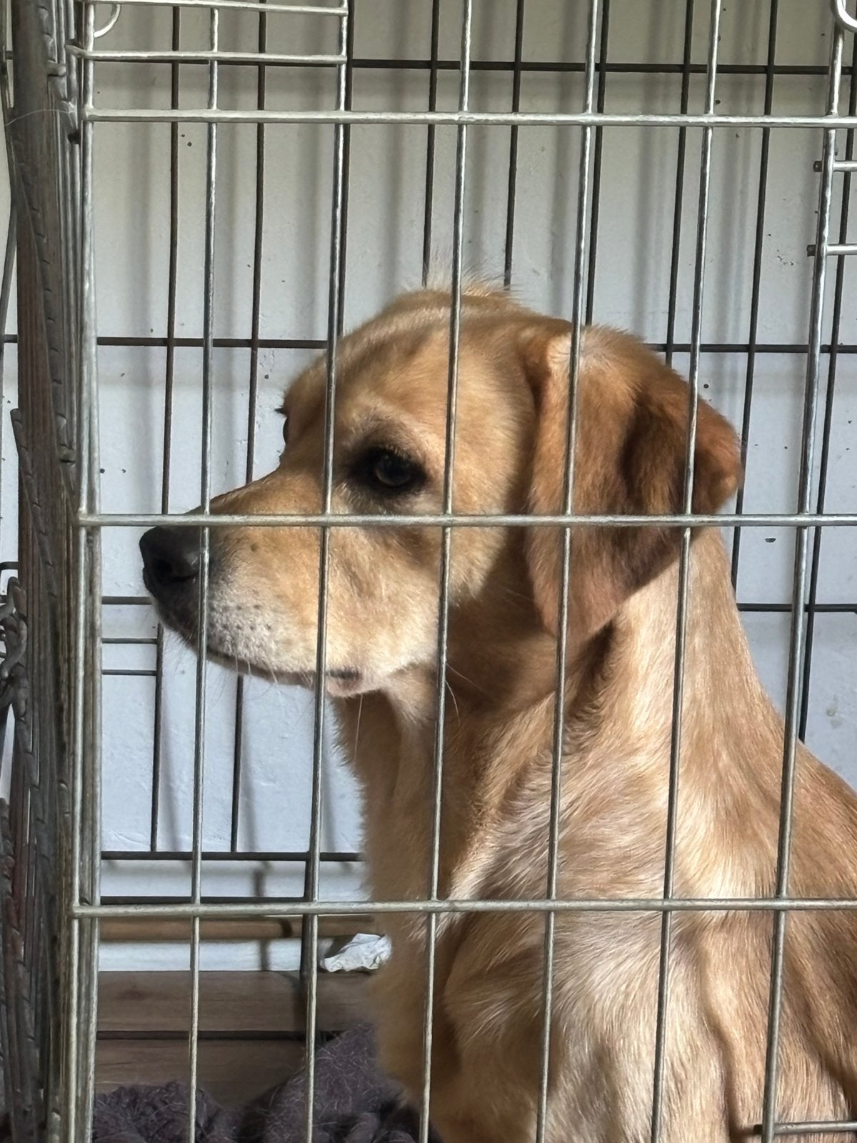 Aangeboden kruising Labrador Chihuahua, Reu, 1 tot 2 jaar, Eén hond, Middel