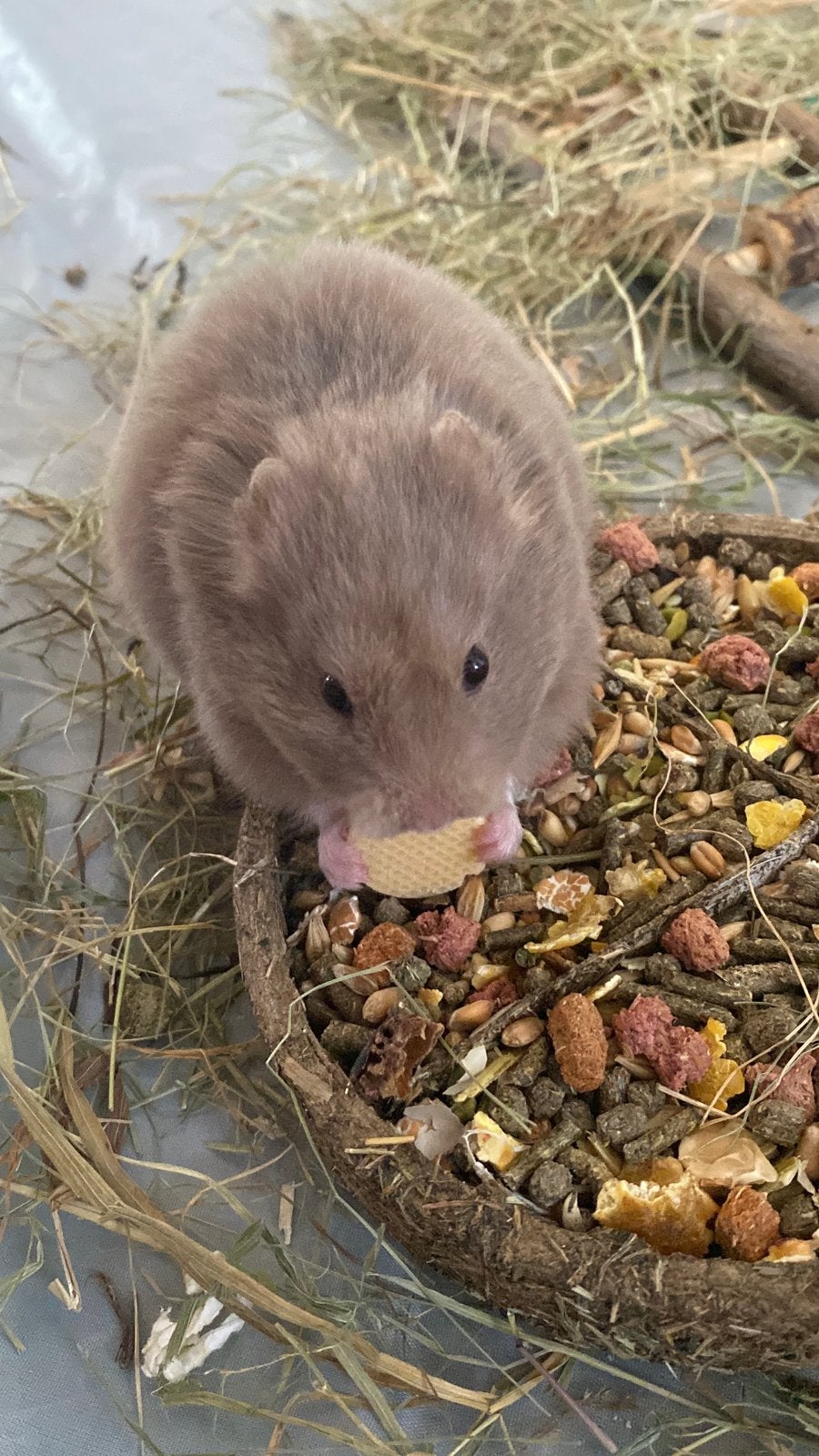 Syrische hamster 2 maandjes oud, Hamster, April, Vrouwelijk, Tam