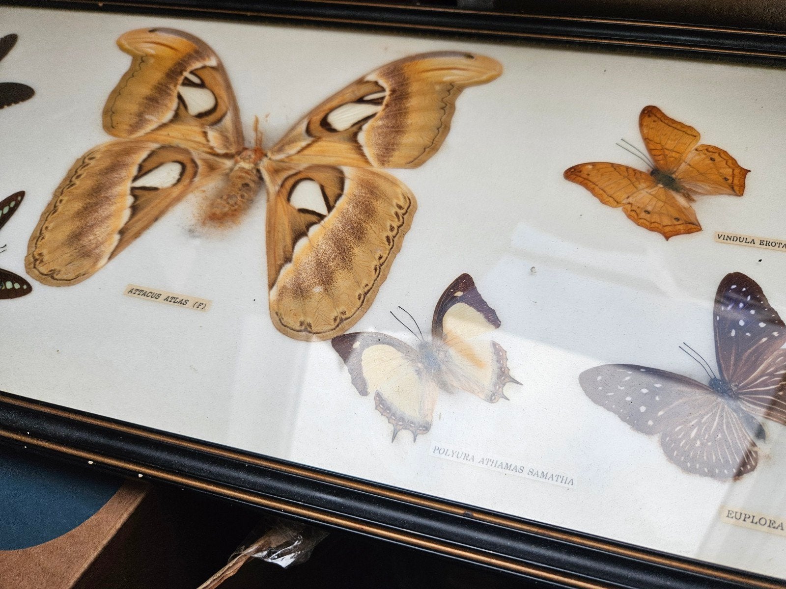 Prachtige collectie met opgezette Atlasvlinder, Ophalen of Verzenden, Gebruikt, Insect, Opgezet dier