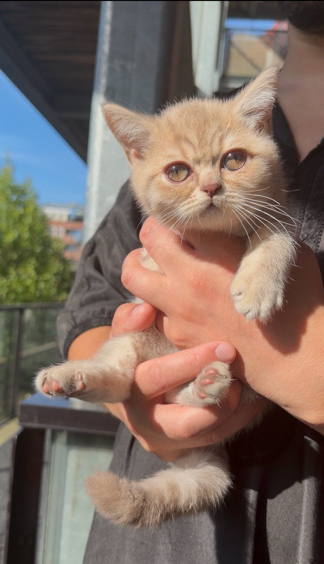 Britse korthaar poesje - beige kitten, Dieren en Toebehoren, Poes, Kortharig, 0 tot 2 jaar