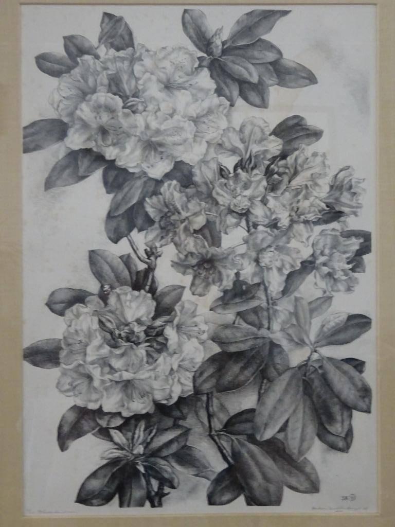 Aart van Dobbenburgh ( 1899 - 1988 ) - Rhododendron, Ophalen