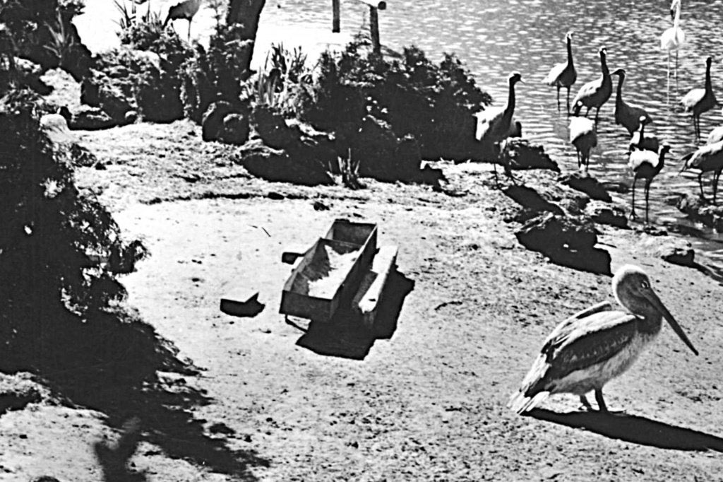 947312	Alphen	a d Rijn	Avifauna Dierentuin 1950	Onbeschreven, Ophalen of Verzenden, 1940 tot 1960, Ongelopen, Zuid-Holland