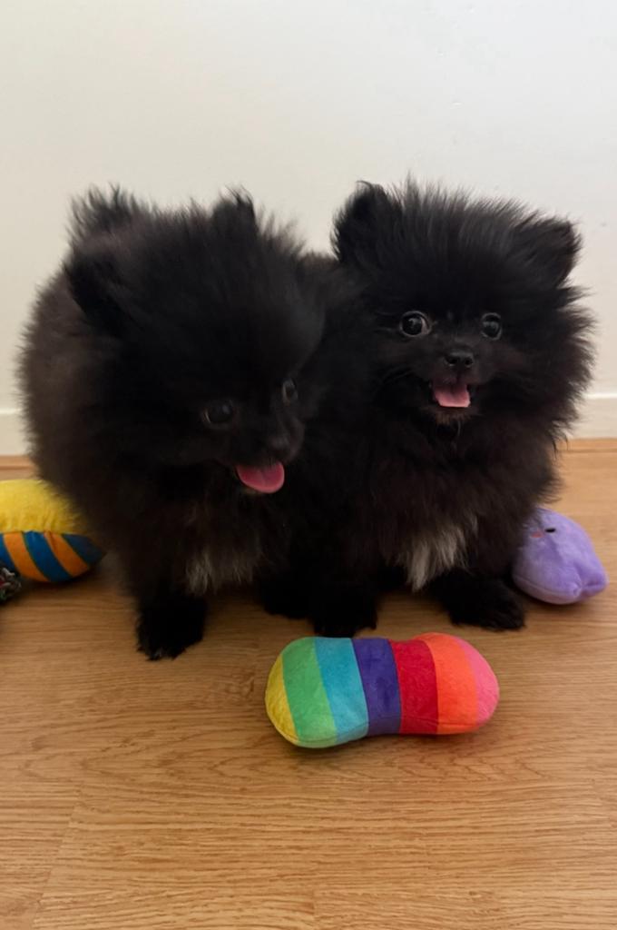 Pomeriaan/ Pomerianen Mini pups te koop 1 teefje 1 reutje, Dieren en Toebehoren, Keeshond, 8 tot 15 weken, Parvo, Meerdere