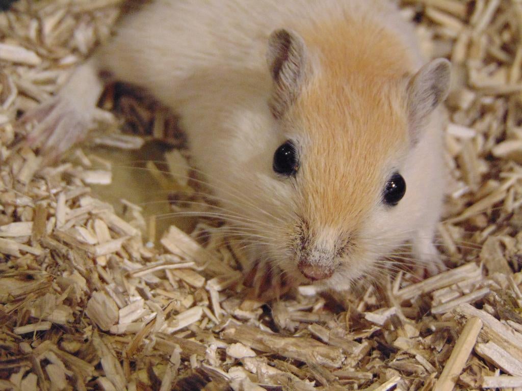 Jonge gerbils in Assen., Dieren en Toebehoren, Knaagdieren, Februari, Meerdere dieren, Rat