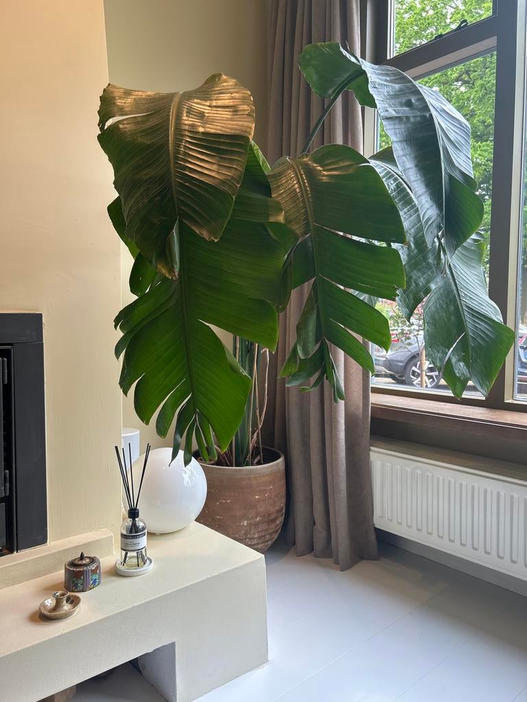 Grote Strelitzia (mag weg met pot), Huis en Inrichting, Kamerplanten, Ophalen, Palm, Halfschaduw, In pot