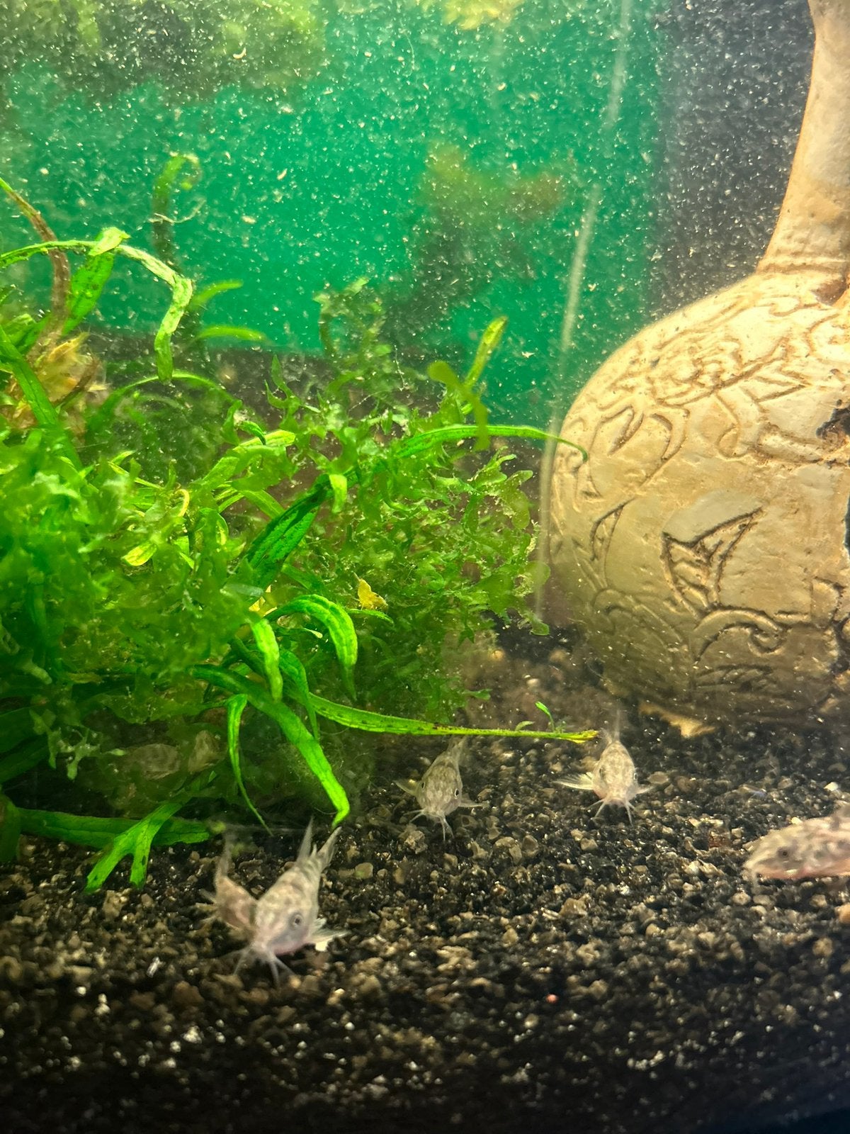 Corydora Paleatus