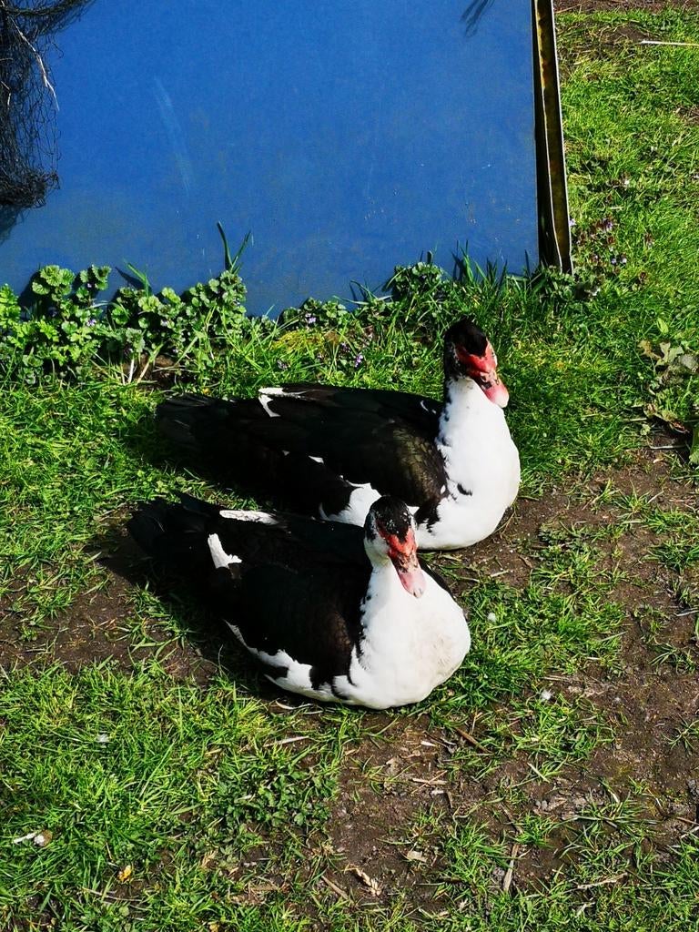 Kaaps Koppel, Dieren en Toebehoren, Pluimvee, Meerdere dieren, Kip