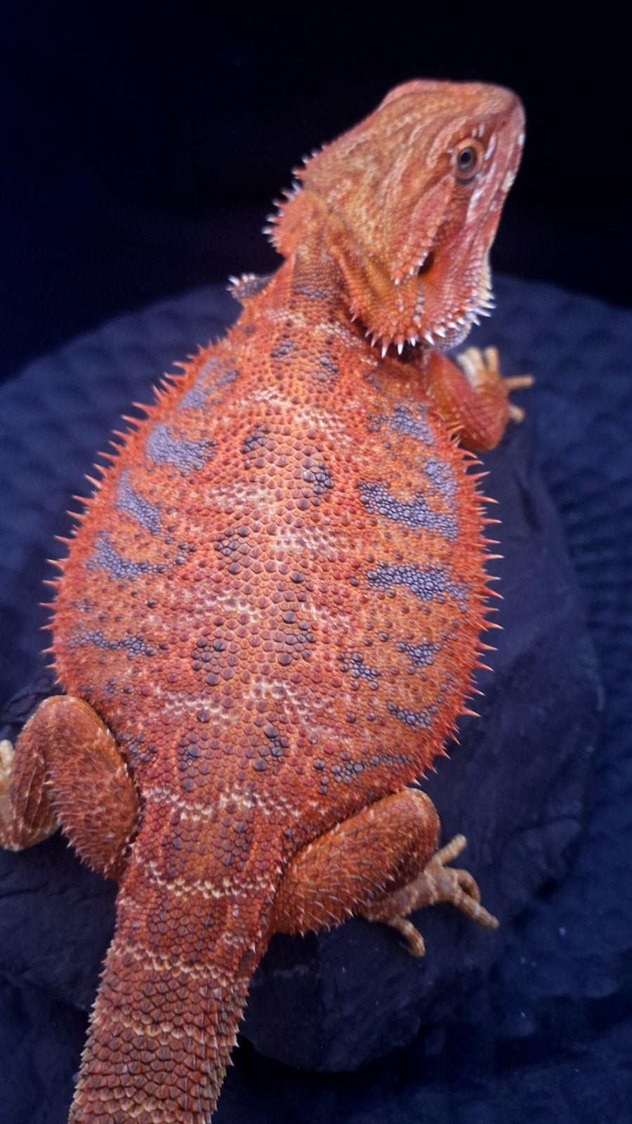 50% Red Monster Extreme Blue Tiger Baardagaam Vrouw, Dieren en Toebehoren, Hagedis, 0 tot 2 jaar