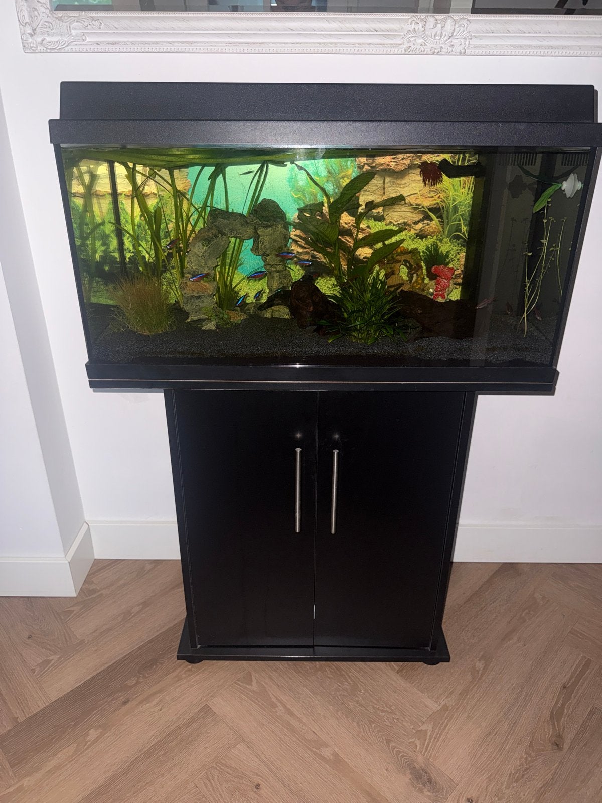 Juwel aquarium incusief vis en toebehoren, Ophalen, Gebruikt, Inclusief vissen, Gevuld zoetwateraquarium