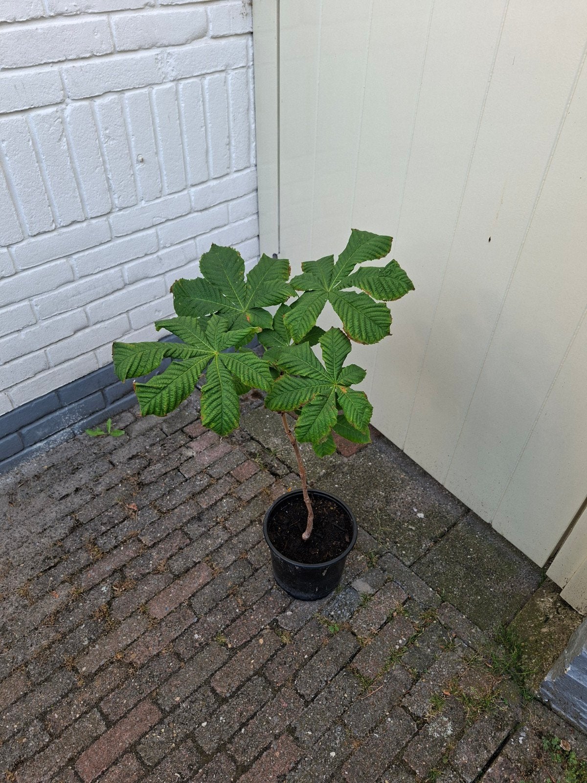 Kastanje boompje, Ophalen, Overige soorten, Minder dan 100 cm