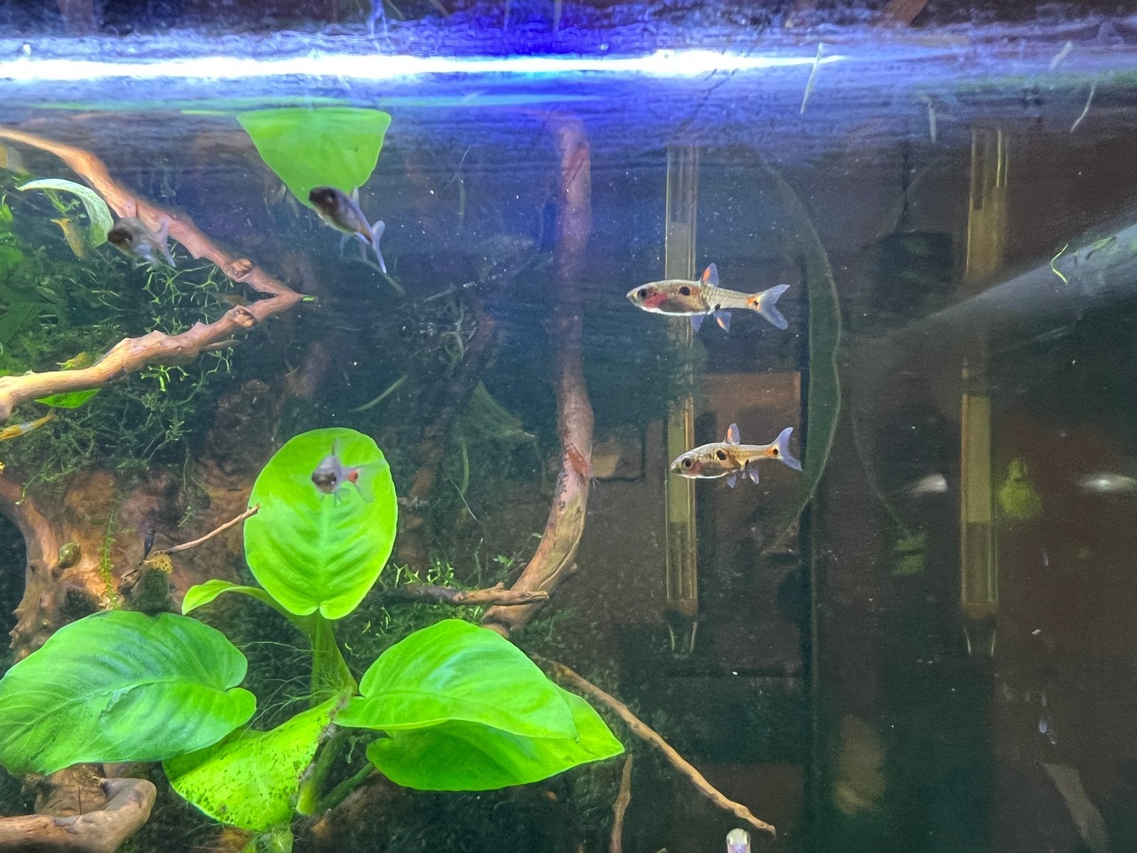 7 dwergrasbora's (Boraras maculatus), Vis, Zoetwatervis, Schoolvis