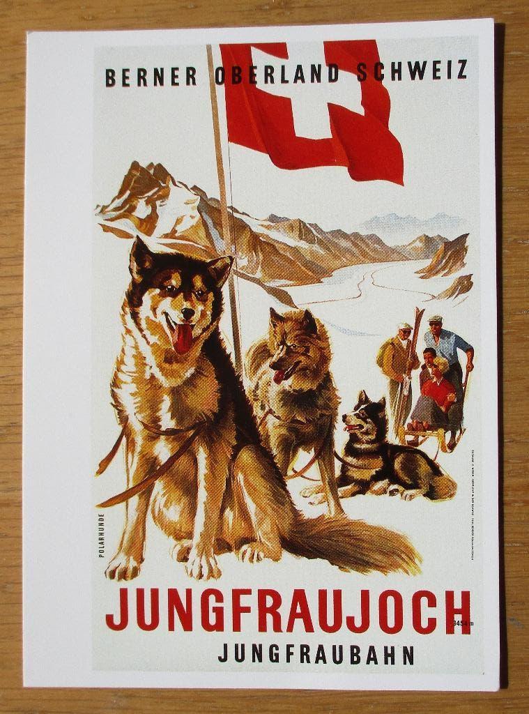 Zwitserland, Ansichtkaart Sledehonden bij Jungfraujoch, Verzenden, 1980 tot heden, Ongelopen, Hond of Kat