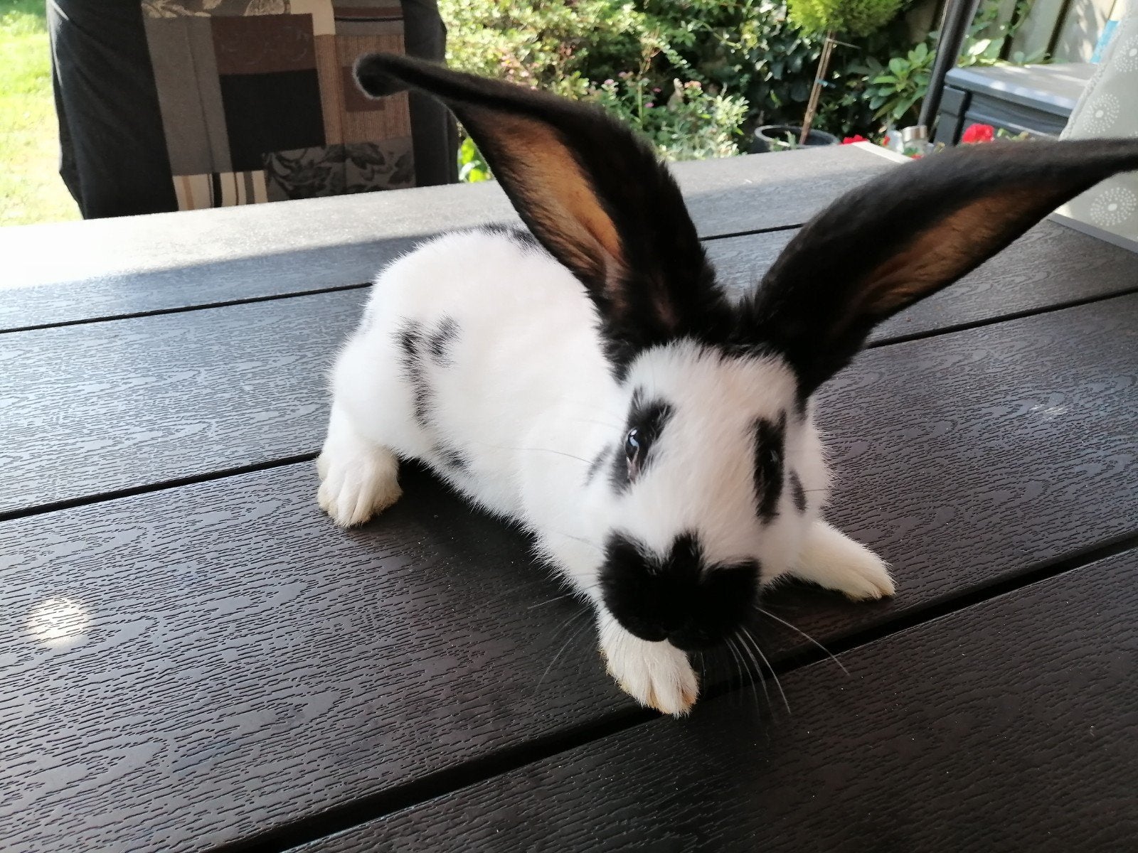 lotharinger rammetje, Dieren en Toebehoren, Konijnen, Mannelijk, Groot, 0 tot 2 jaar