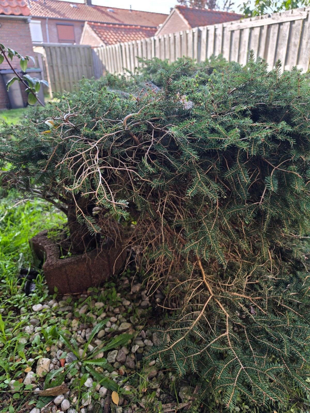 GRATIS- Groene struik voor tuin of landschap, Ophalen, Overige soorten, Volle zon