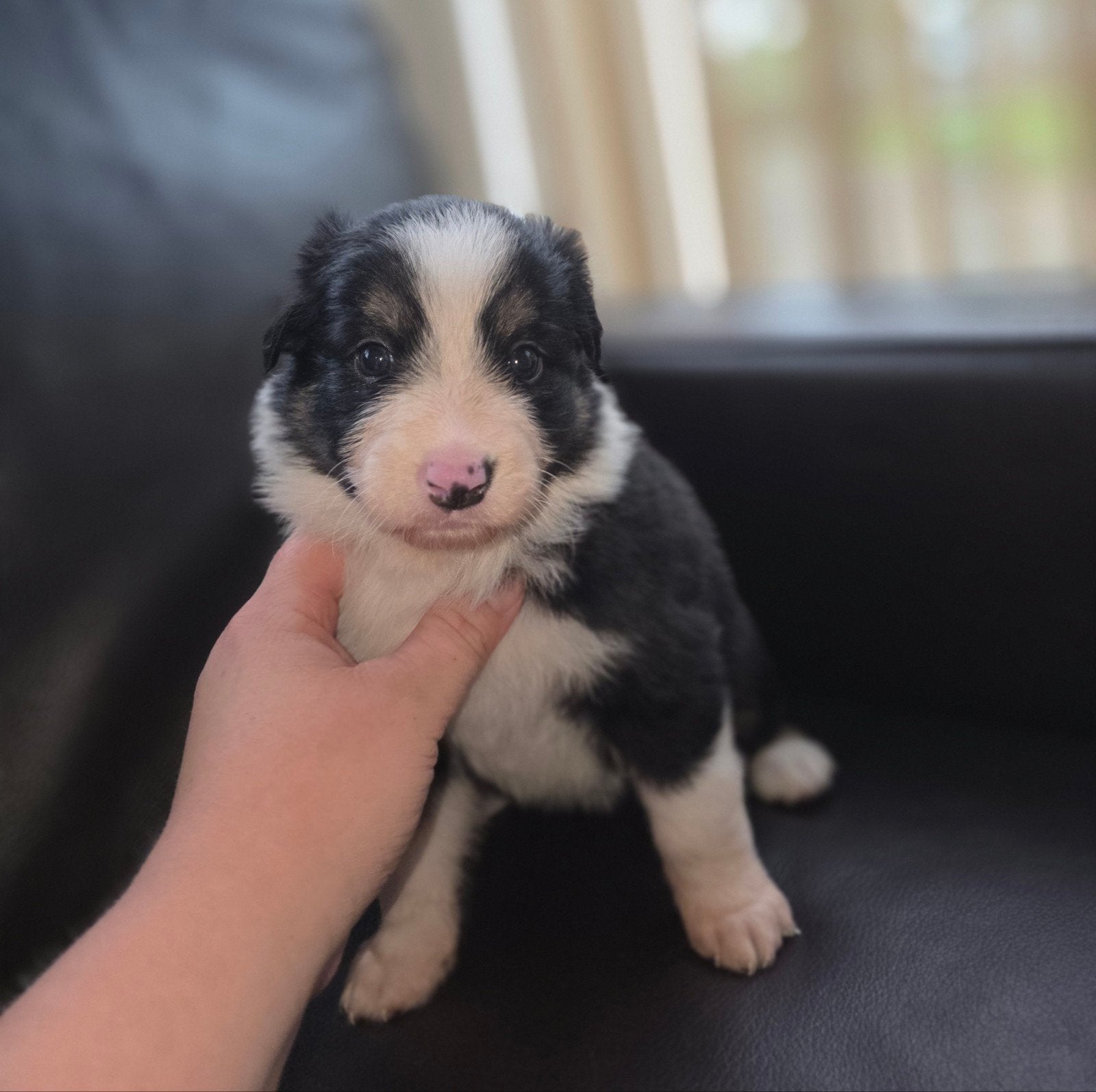 Prachtige border collie x australian sepherd pups!!, Overige rassen, 8 tot 15 weken, Meerdere dieren, Eén hond