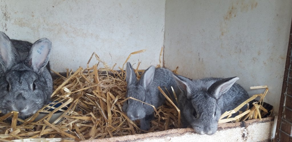 Jonge konijnen te koop, Dieren en Toebehoren, Konijnen, Meerdere dieren, Middelgroot, 0 tot 2 jaar