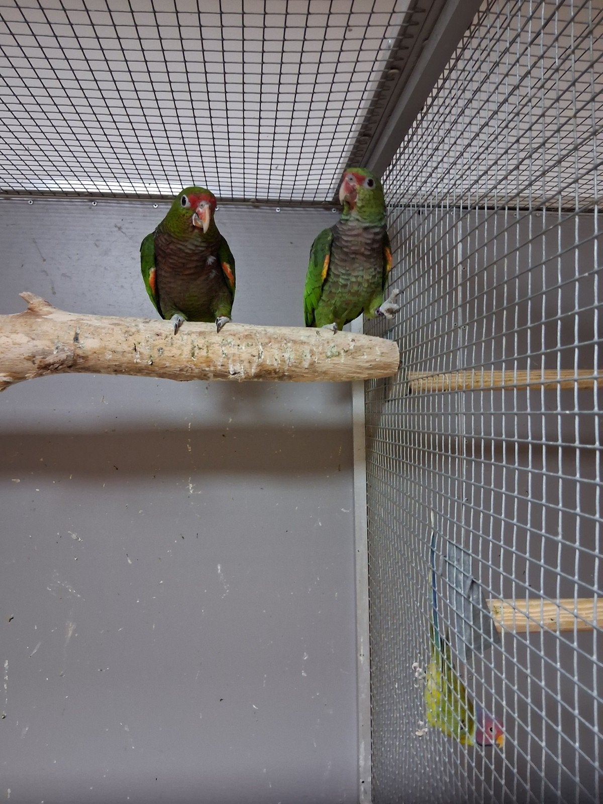 mooi koppel wijnborst amazone papagaaien, Dieren en Toebehoren, Vogels | Parkieten en Papegaaien, Meerdere dieren, Papegaai