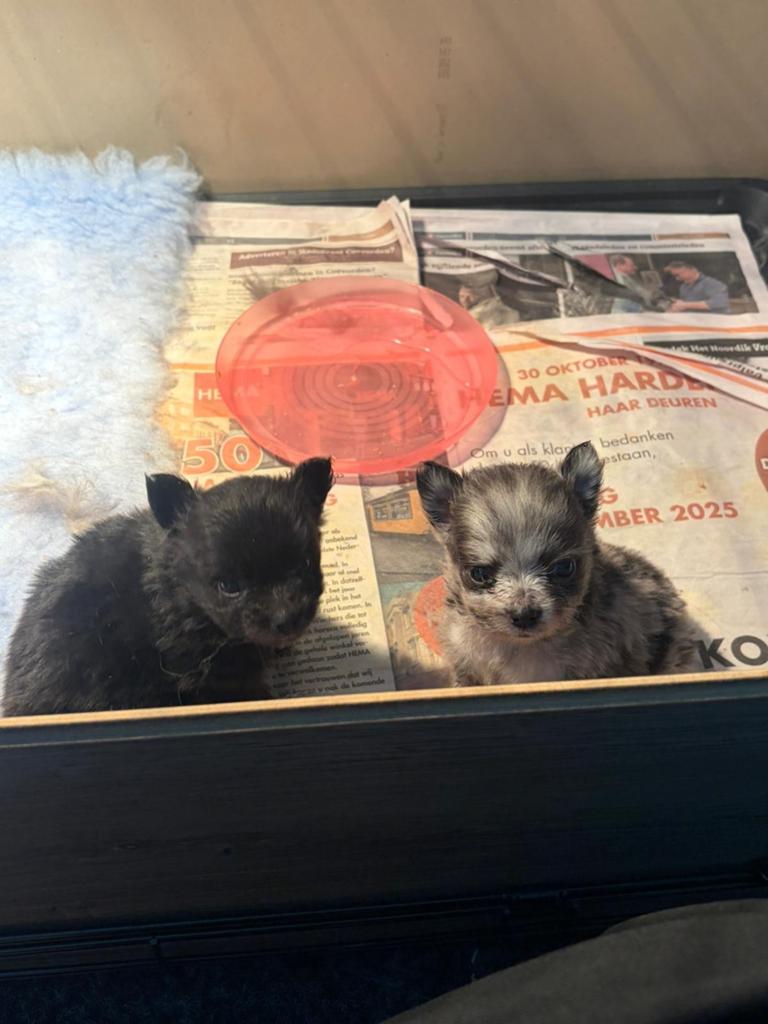 Te koop supermooie pomeriaan pups, Overige rassen, 8 tot 15 weken, Meerdere, Meerdere dieren