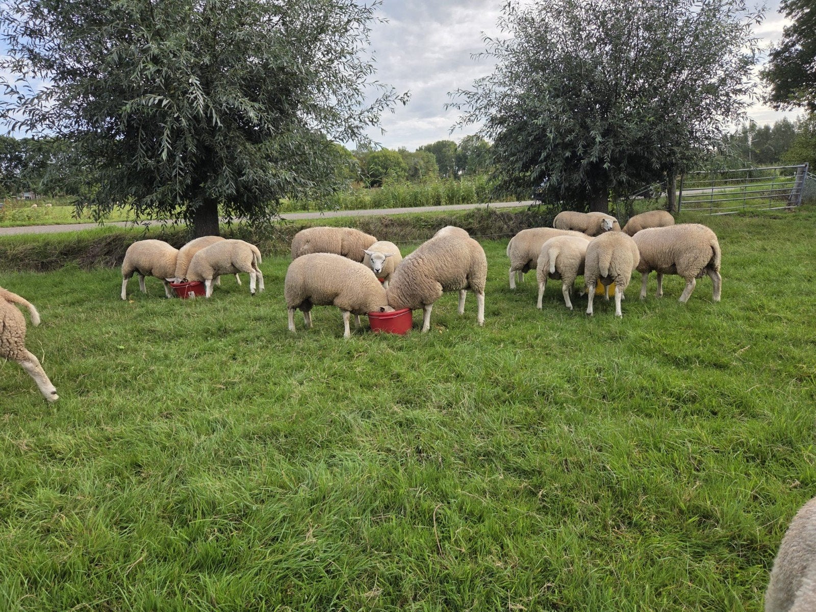 jonge dekrammen tekoop. kruising Swifter / Engelse texelaar, Dieren en Toebehoren, Mannelijk, Schaap, 0 tot 2 jaar