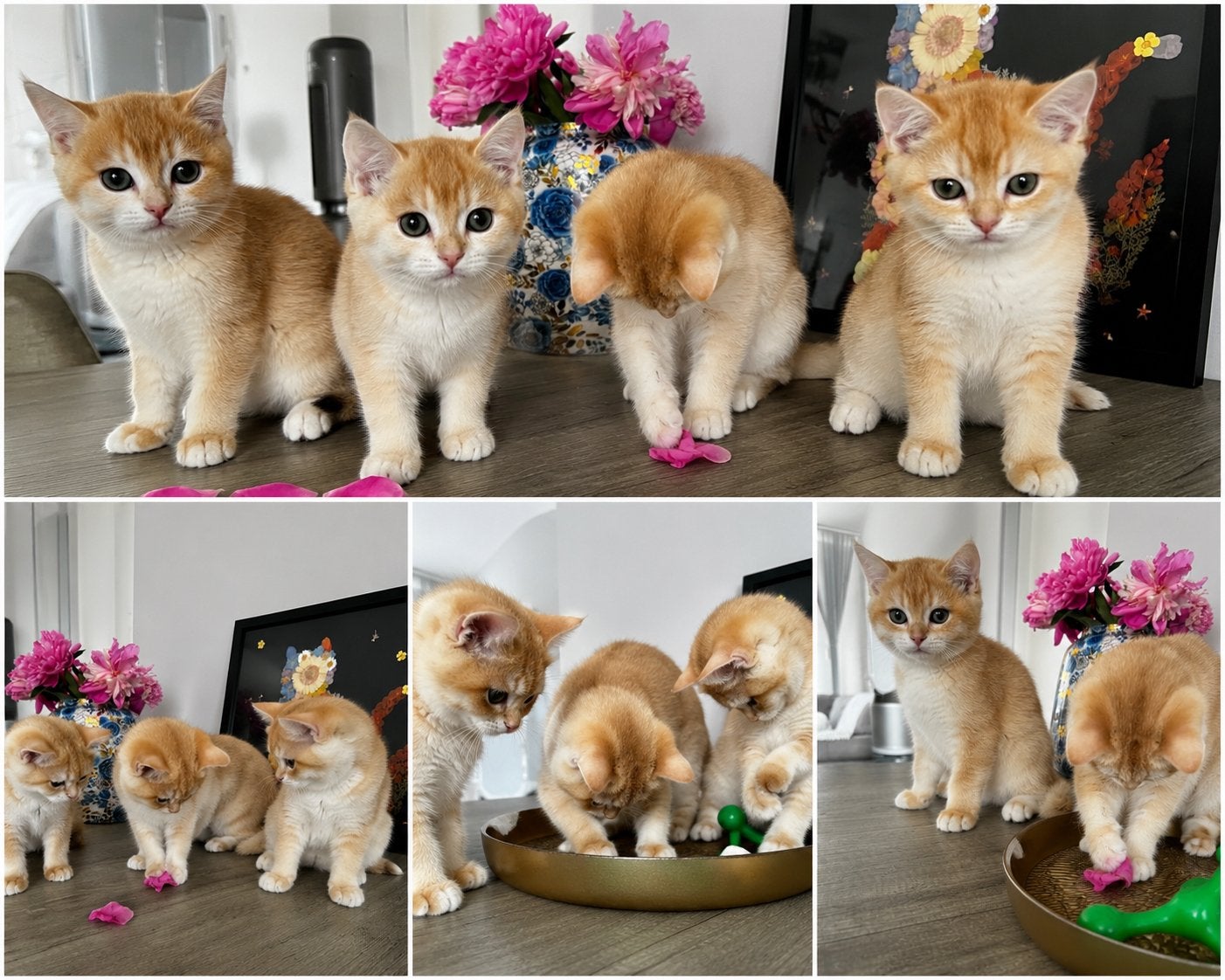 4 BRITSE KORTHAAR BLACK GOLDEN SHELL TE KOOP, Meerdere dieren, Kortharig, 0 tot 2 jaar