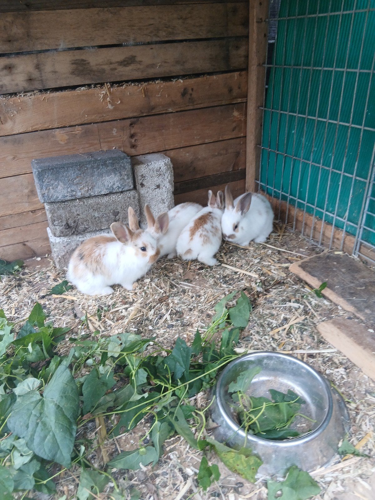 20, Dieren en Toebehoren, Konijnen