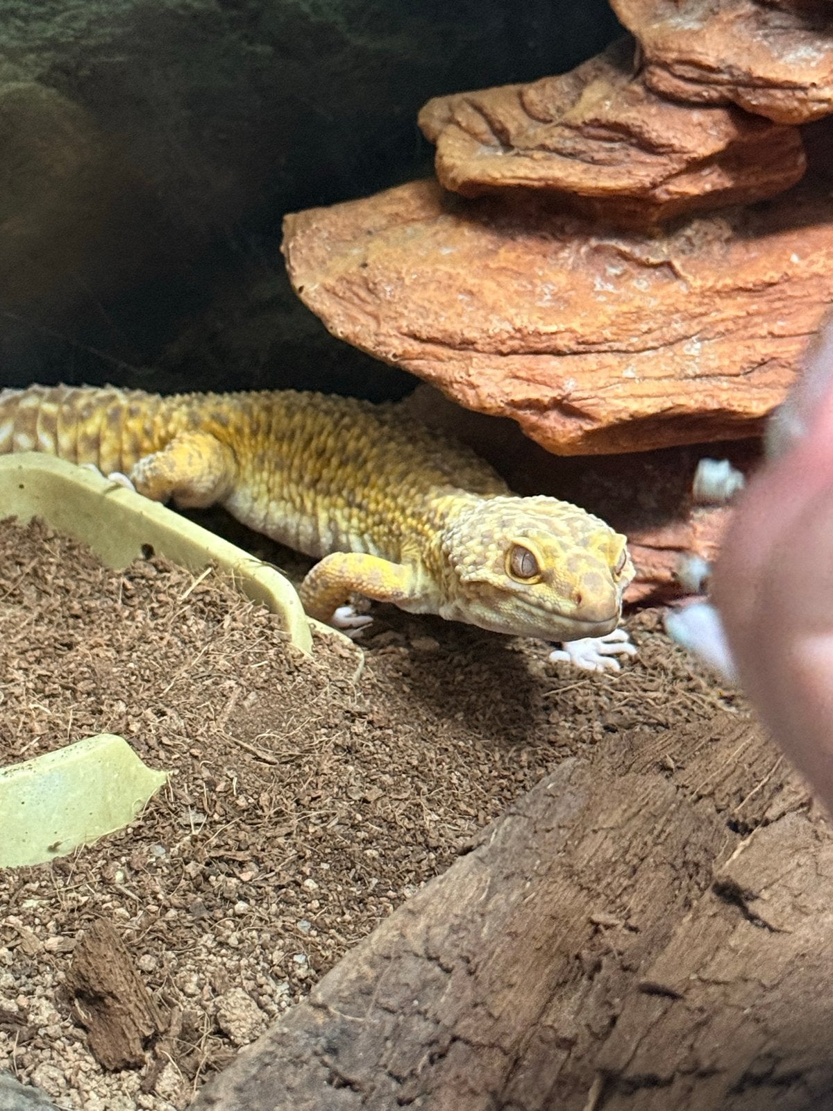 Luipaard gekko jnclusief terrarium Leopard Gecko photo 7