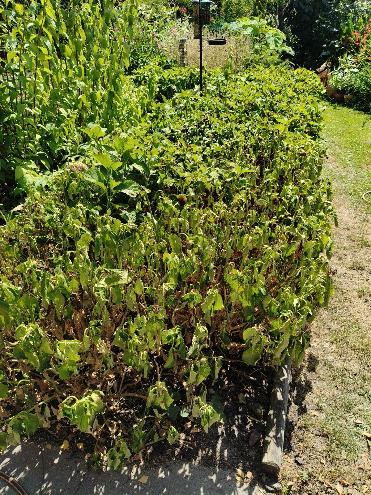 boeren hortensia s, gratis af te halen, Ophalen, Hortensia, Struik