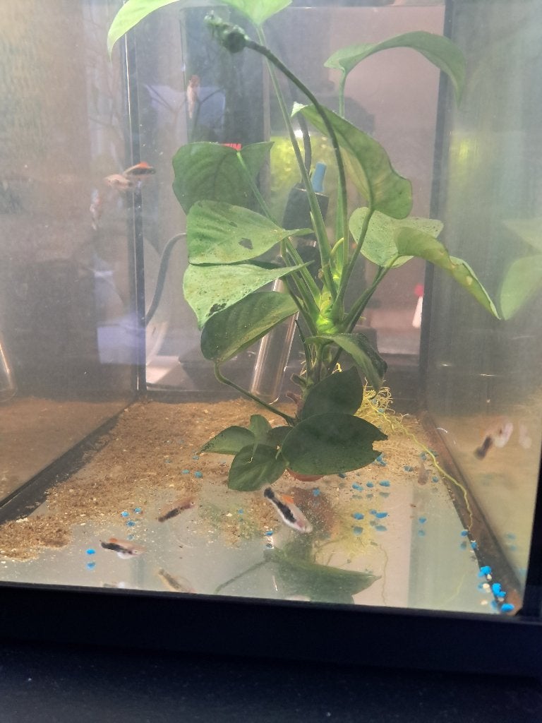 Platy visjes +- 10 stuks  + kijk foto 4 compleet, Dieren en Toebehoren, Vis, Zoetwatervis