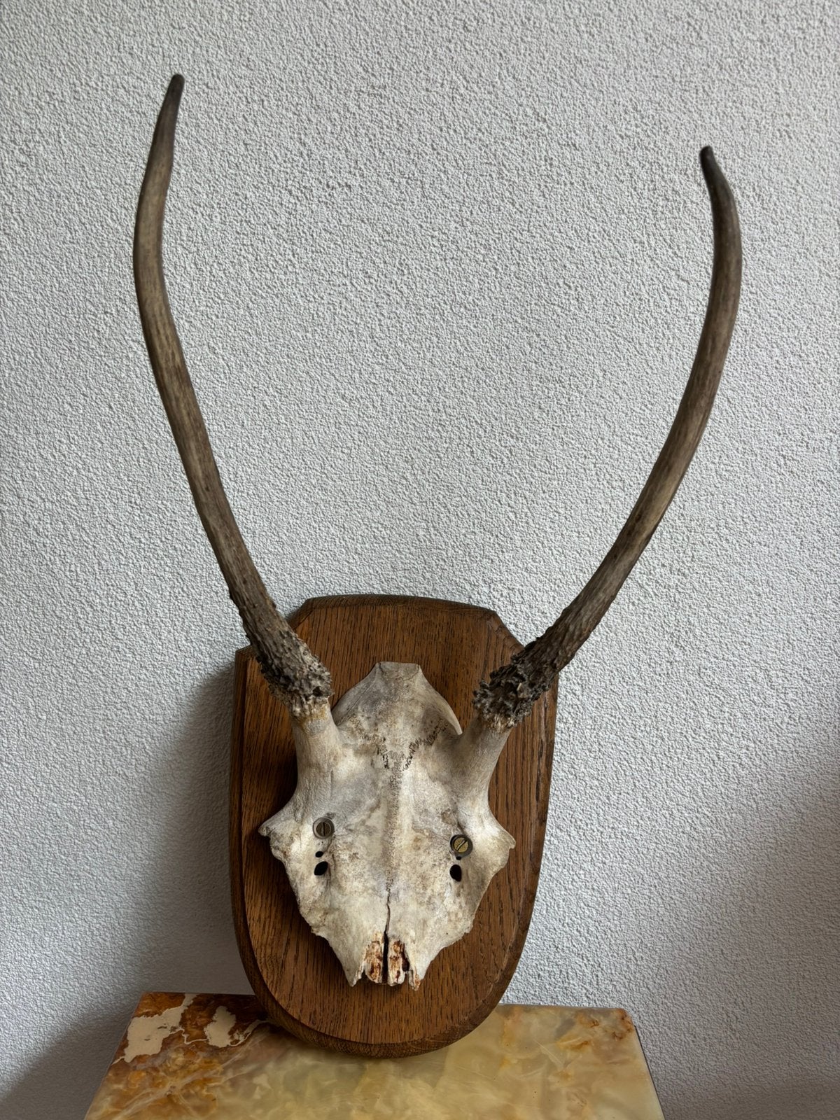 Oud spitser gewei ree op houten schild 43x23 cm, Ophalen of Verzenden, Zo goed als nieuw, Hert, Gewei of Kop