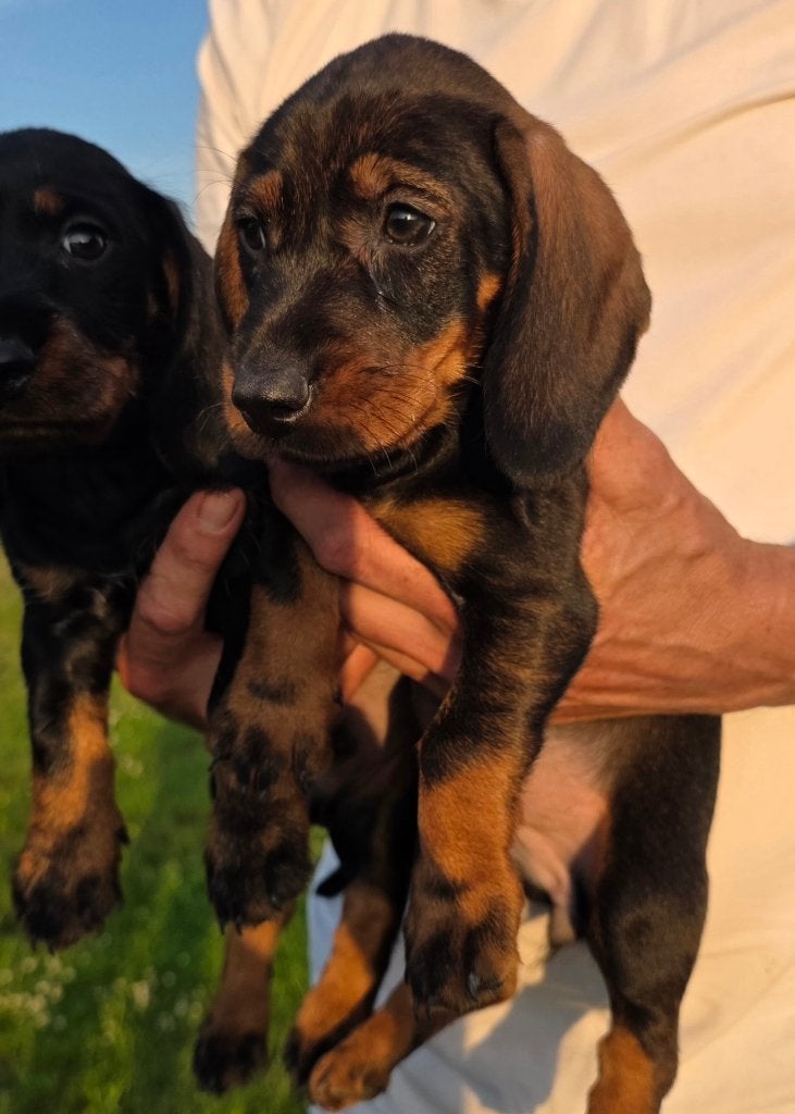 Ruwharige dwergteckel pups, Parvo, België, Particulier, 8 tot 15 weken