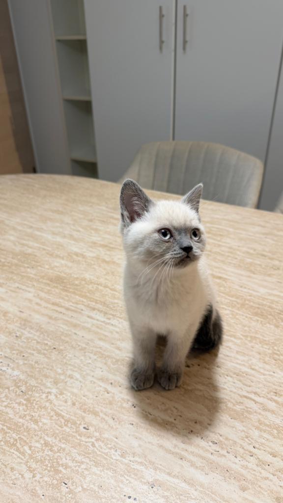 Ragdoll kittens, Dieren en Toebehoren, Katten en Kittens | Overige Katten, Kater, Kortharig