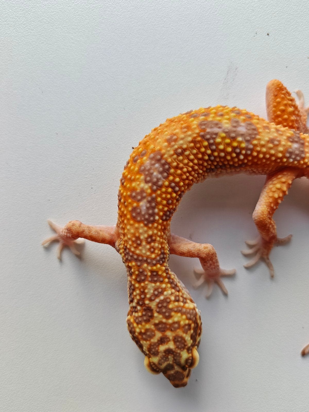 Prachtige oranje luipaardgekko te koop Leopard Gecko photo 3