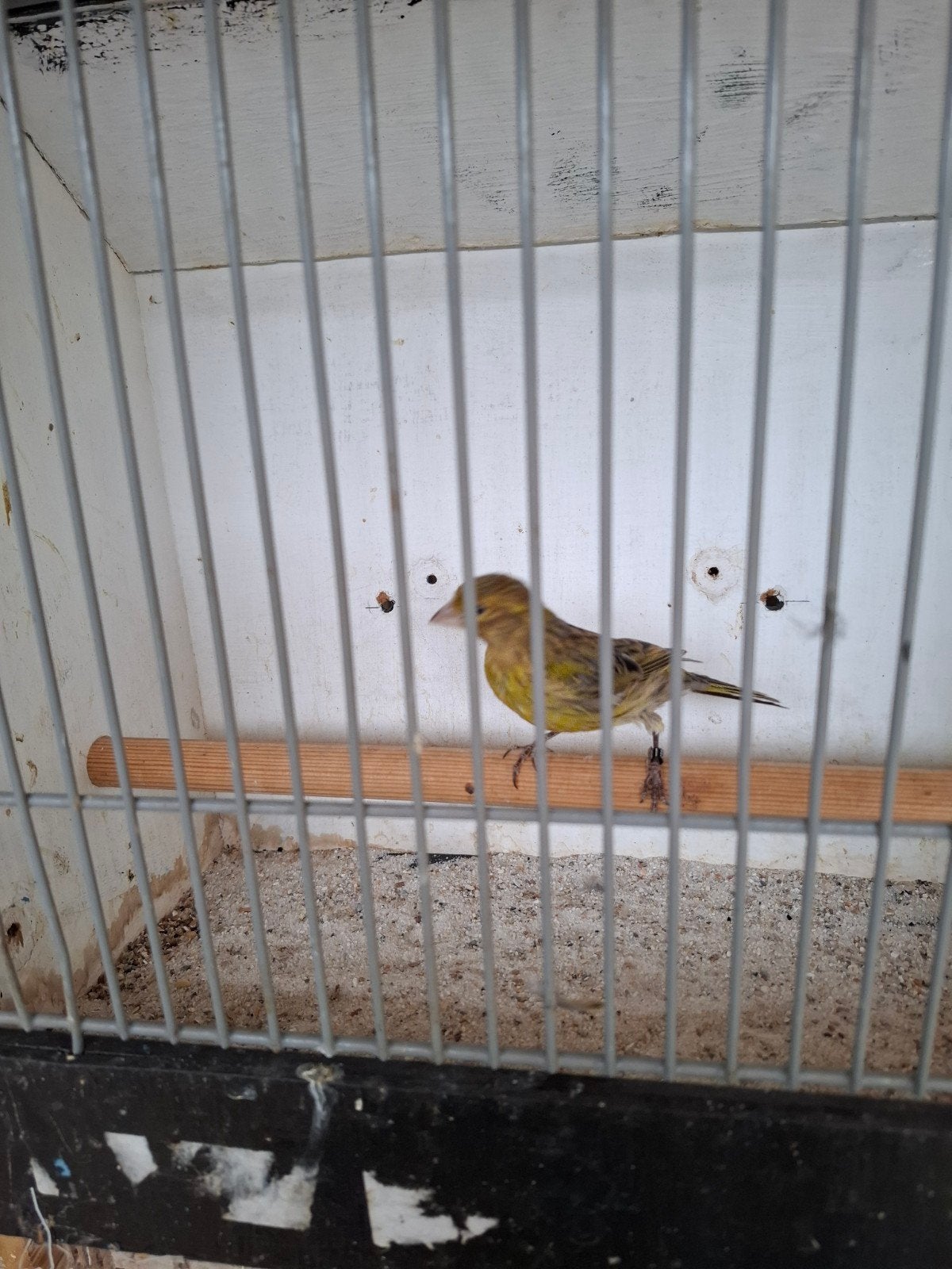 man, Dieren en Toebehoren, Vogels | Kanaries, Mannelijk, Kleurkanarie