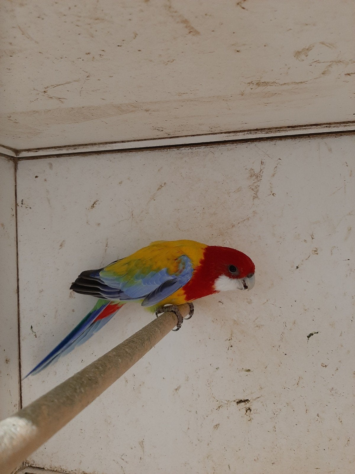 rosella mutaties mannen, Mannelijk, Parkiet, Geringd