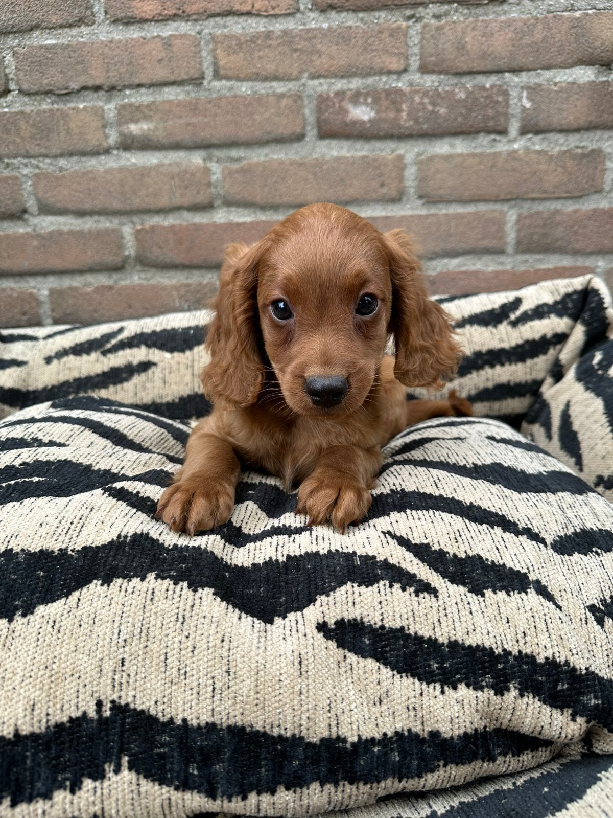 Cavapoo pups, Parvo, Nederland, Overige rassen, 8 tot 15 weken