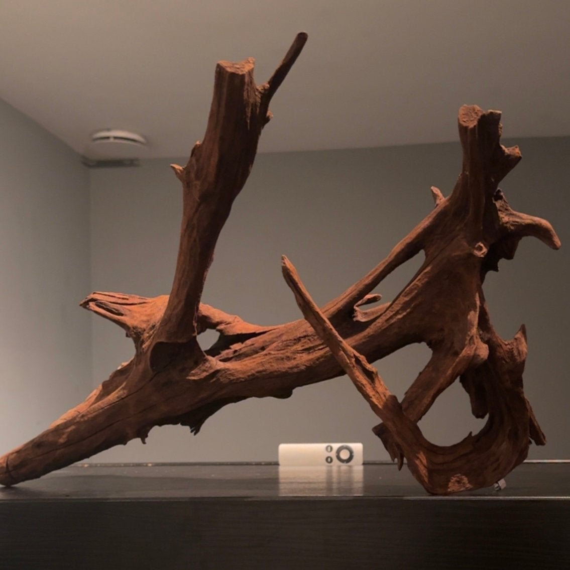 Uniek stuk Kienhout / Spiderwood / Driftwood, Hout Decoratie, Ophalen of Verzenden, Zo goed als nieuw, Plant(en), Steen of Hout