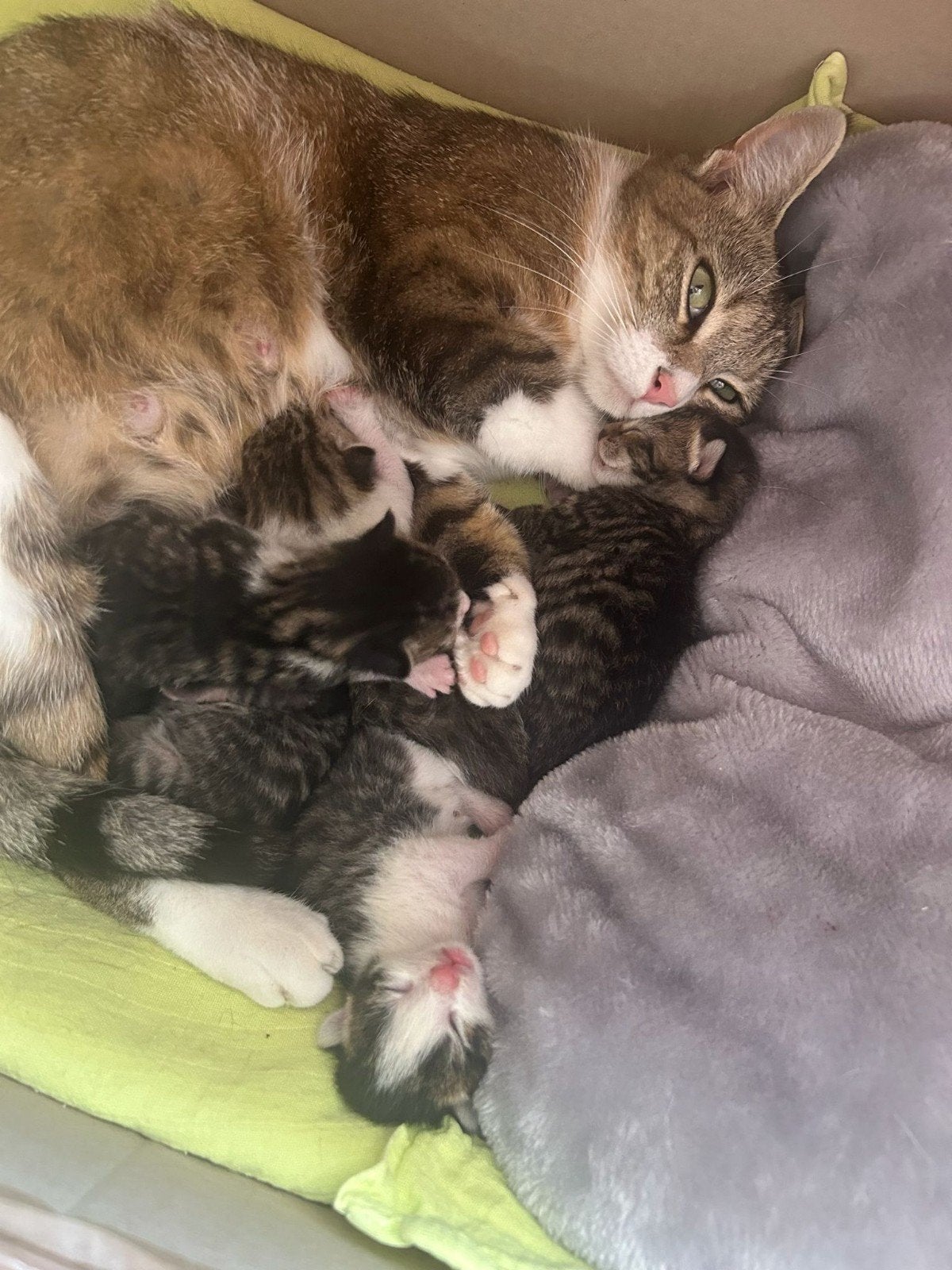 Kittens te koop, Dieren en Toebehoren, Katten en Kittens | Overige Katten, Meerdere dieren, Kortharig, 0 tot 2 jaar