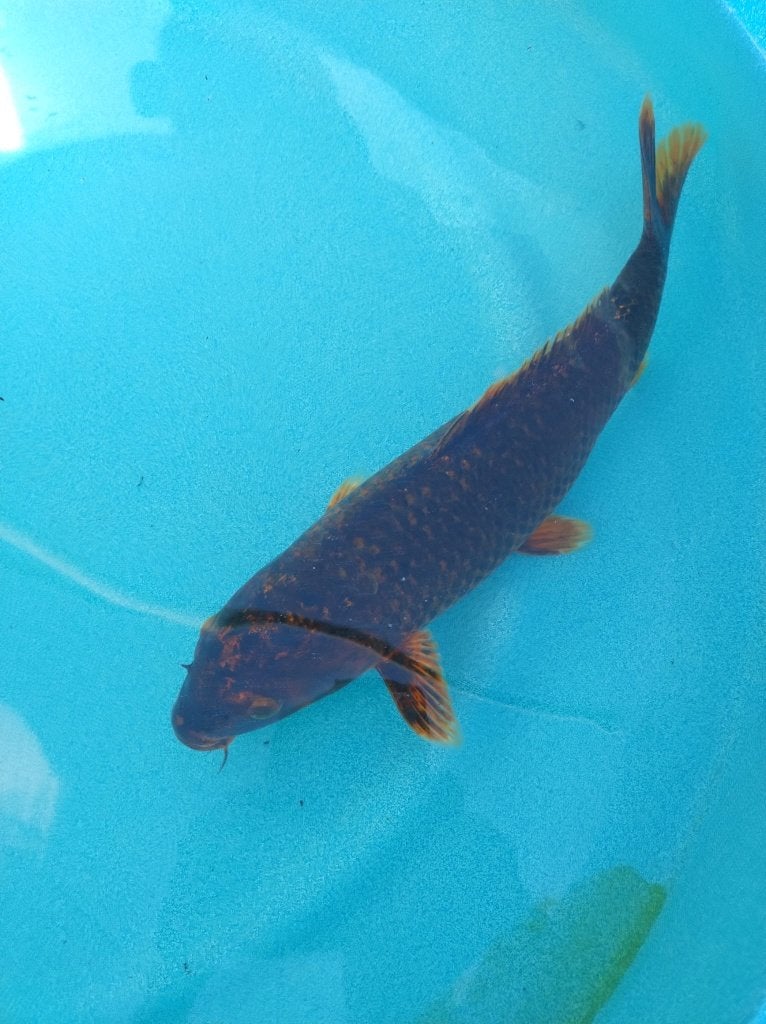 Koi 35cm, Karper of Koi